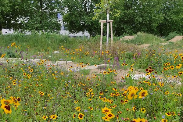 (c) Stadtgemeinde Tulln, Heckl Blumenwiese im Freizeitpark Tulln
